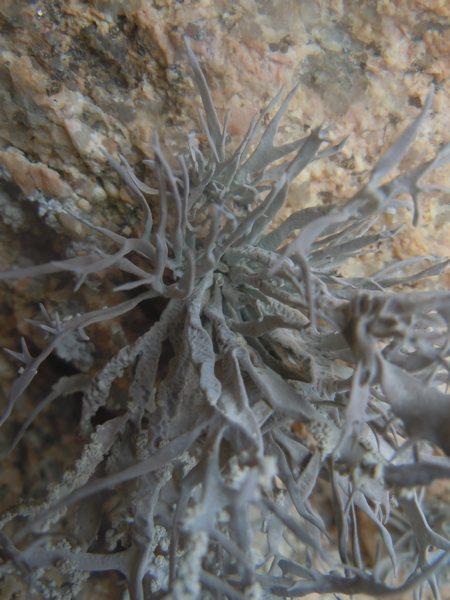 ...Roccella fuciformis?